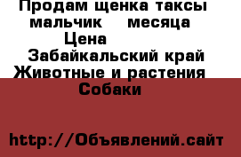 Продам щенка таксы, мальчик1.5 месяца › Цена ­ 2 000 - Забайкальский край Животные и растения » Собаки   